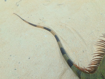 尾は全長の半分以上を占める長さ。縞模様がいかにも熱帯の爬虫類！