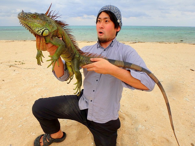 あのイグアナが石垣島に！捕まえるときはトカゲ釣り方式で。捕獲後は「竜」田揚げでいただきました。