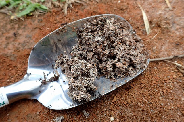 ついにゲットしたハキリアリが栽培するキノコ。と言っても、ただの土にしか見えないが。