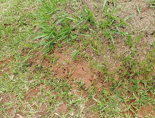 翌日も巣を見に行くと、もう掘り返した箇所が赤土と枯れ草で修繕されていた。すごい仕事の速さだ。