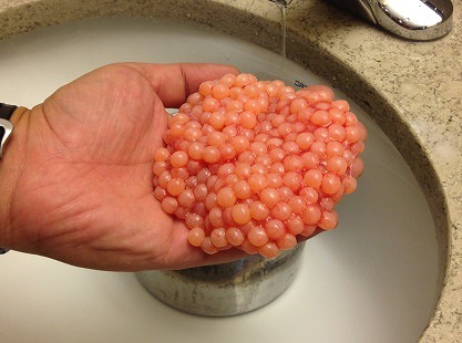 文字通りサーモンピンクのタマゴ。筋をきれいにとって洗う。そして醤油につけこんで一晩ホテルの冷蔵庫に。