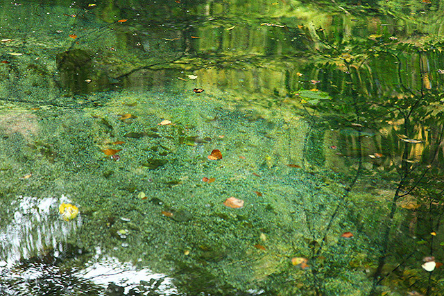 落ち葉などは浮いているが、水底がよく見えるほど透き通っている。
