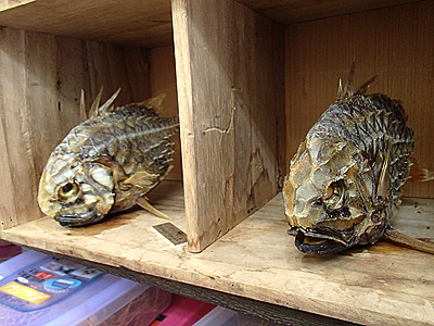 魚の骨の標本は家庭にある普通のもので作られていた デイリーポータルz