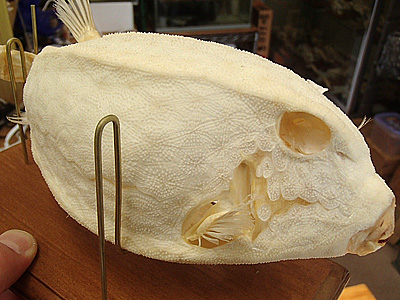ハコフグの骨格標本。こう見ると普段見る形と大体同じ。