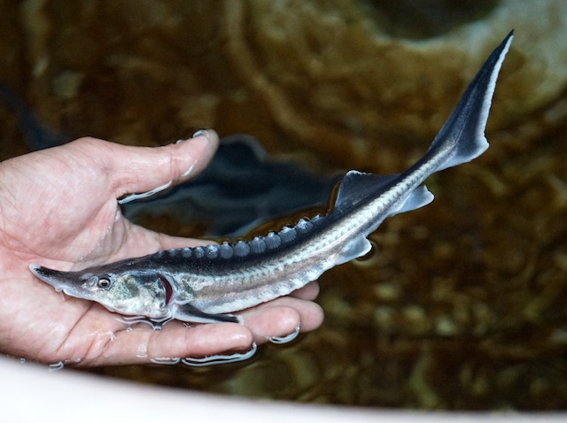美しい魚体。高級なキャビアが取れるが、成熟に10年以上を要する。※現在バックヤードで飼育中、展示はされていません。 