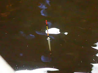 池の水はわざと黒くしてあるのか、底の様子は全く見えないため、ウキの動きだけが頼りとなる。