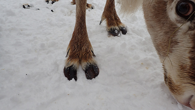 雪に埋まらないよう、爪も平たく特殊な形をしている。