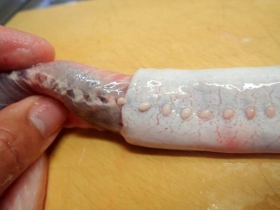ヌタウナギの皮の裏側にあるポチポチは粘液を出す腺。皮を剥がして流しへ置いておくと…。