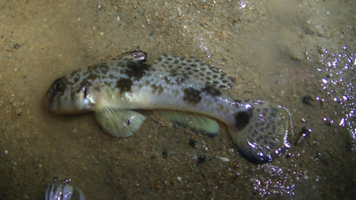 もっとも数多くぶっ倒れていたのがこのツムギハゼ。フグと同じ神経毒であるテトロドトキシンを持つ有毒魚。