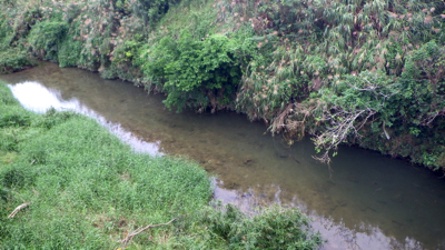 河口近くの細い川。スッポンの観察ポイントだったのだが…。