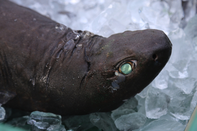 材料となるのはヨロイザメ。真っ黒な体と緑色に光る眼がいかにも深海魚！