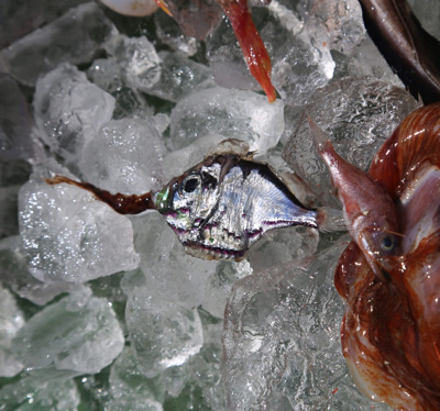 小物も見逃すな！レア深海魚が紛れているかもしれないぞ。これは発光器を多数まとったムネエソの仲間。