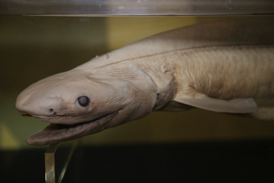 深海の古代鮫、ラブカの標本も複数！