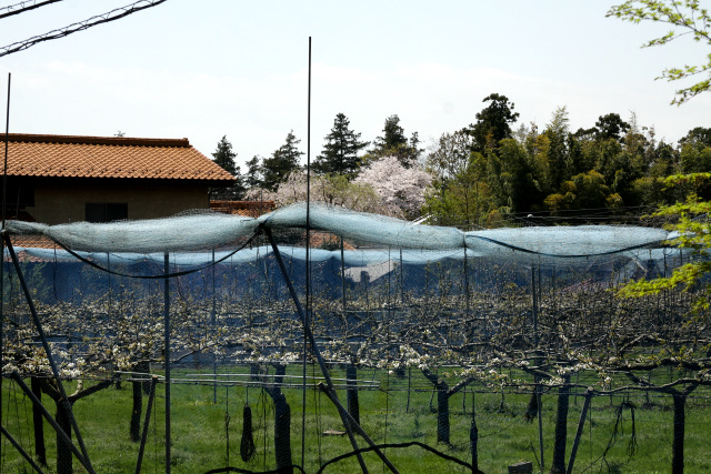 ナシ畑の先に見えるのは……紛れもなく桜だ！