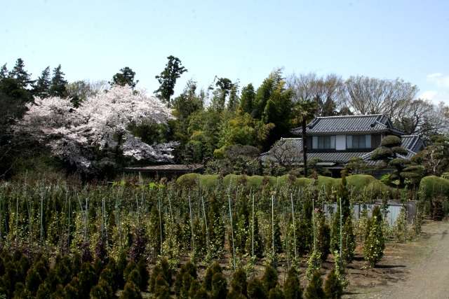 昔からの農家なのだろう、広い庭に桜の木が聳えている