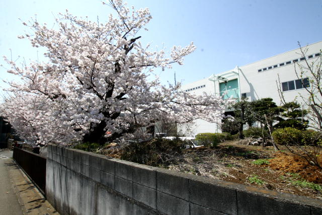 企業の敷地に植えられていた桜である