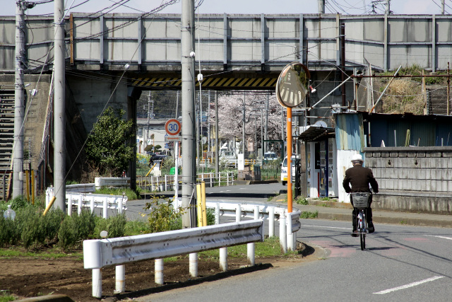おっと、東海道新幹線の高架の間に桜が見えましたよ