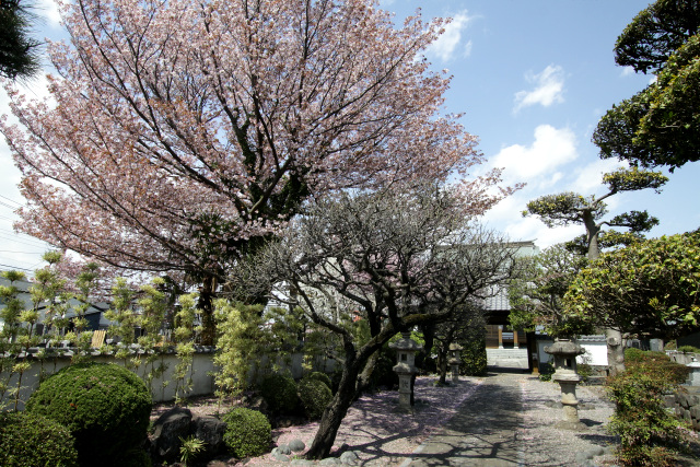 その隣にあったお寺にも咲いていたので、こちらの桜を楽しむことにする