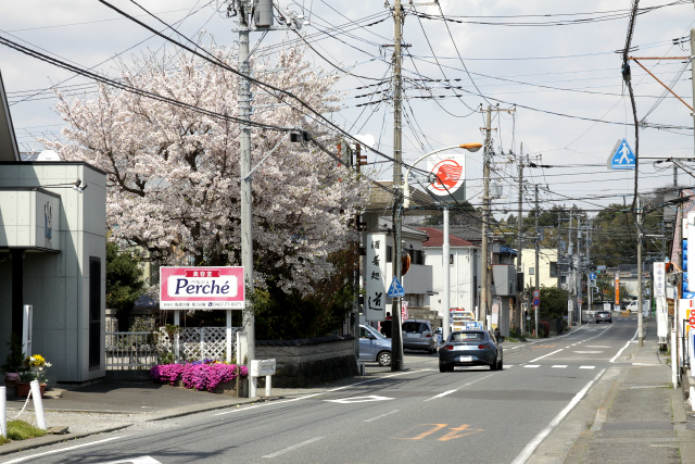 道路の先にこんもりと花を咲かせた桜の木