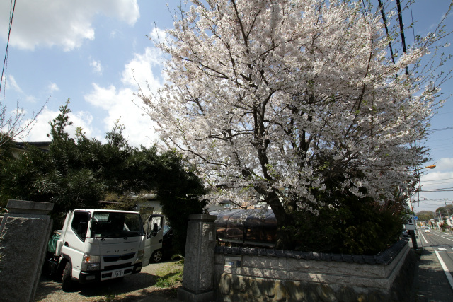 庭に桜の木があるお宅が羨ましい