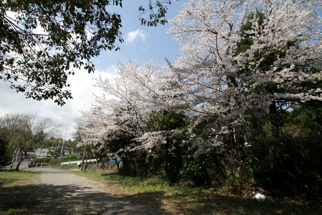すっかり更地となった旧綾瀬町役場跡にも桜だけ残る