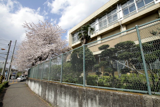 入学式と同時期に花が咲く桜は、学校になくてはならない存在だ