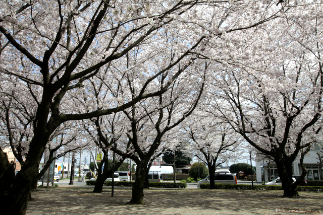 想像以上に桜の木が多くて驚いた。市役所ってこんなに桜がキレイだったのか！