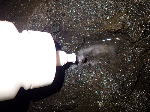 潮の引いた干潟の表面を削るように掘って、マテガイの巣穴に塩を入れる。