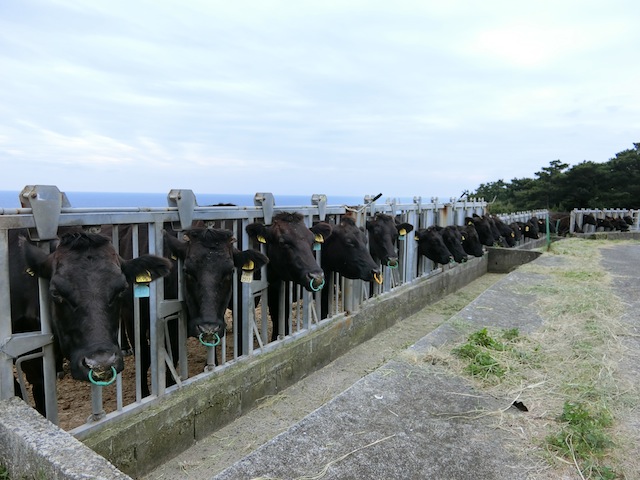 緊迫した場面で草を食う牛達。