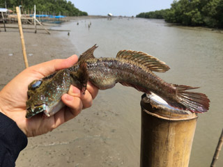 実はタイにはもう一種類、プラーティーンという陸上を歩く魚がいる。今度はこいつを食べてみよう！