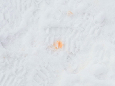剛の者が通った後には、雪がオレンジに染まってた。