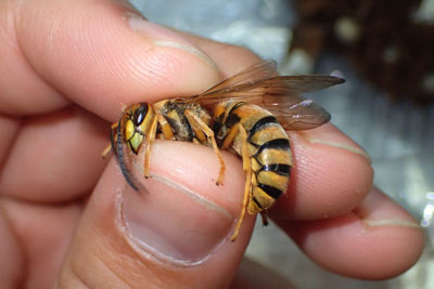 これは雄バチ（王バチ）。触覚と胴が長いのが特徴。雄なので産卵管が変化したものである毒針は持たない。素手でつまんでも平気だ。刺さないハチほどかわいい昆虫もそういない。