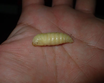 これは前蛹という幼虫と蛹の中間形態。姿は幼虫そっくりだが、体内にフンが詰まっていないので食べやすい。…が、今回はタイミングが悪かったようで1匹しかおらず。