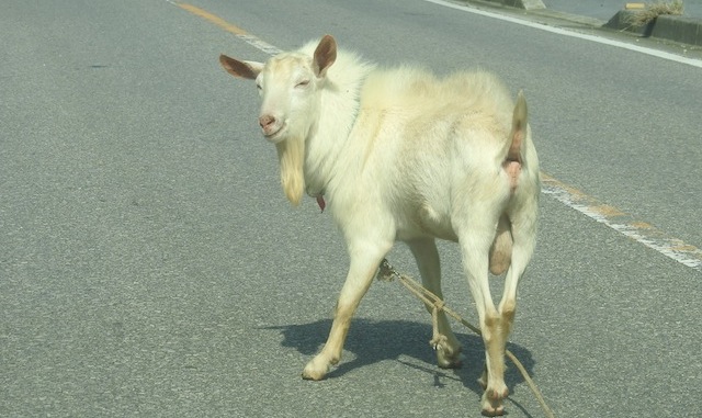 ちなみにヤギも道路にいたが振り向いてこっち見るのがなんか腹立つ。