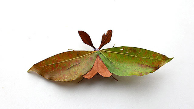 葉っぱに擬態する虫…に見えますが、実は本物の葉っぱで作った虫です。工作ポイントはホットボンド。家で見ると虫ですが、外に置くと見事に葉っぱ化して驚き。