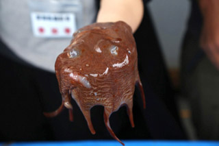 実際、戸田の深海魚撮影会というイベントでメンダコも並ぶことがある。深海底びき漁だと結構頻繁に採れるものらしい。