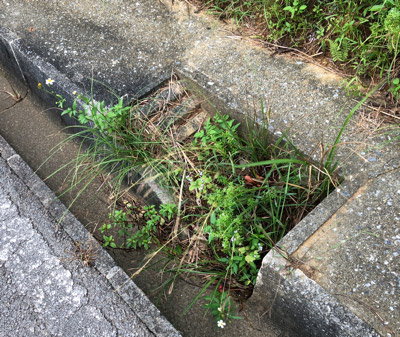 石垣島の林道にはこういう小さな階段が備えられた側溝がしばしば見られる。