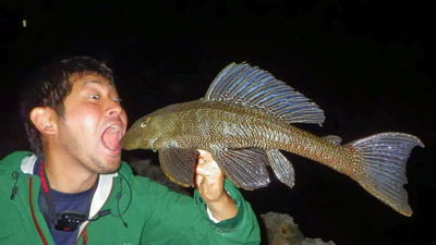 こちらはマダラロリカリア（プレコとも）という魚。温暖な沖縄には、こうした熱帯地方原産の魚も容易に根付いてしまう。