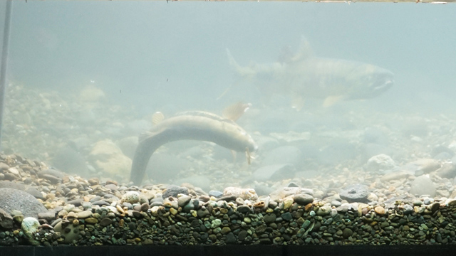 メスは尾びれで川底を掘って卵を産む産室を作る。