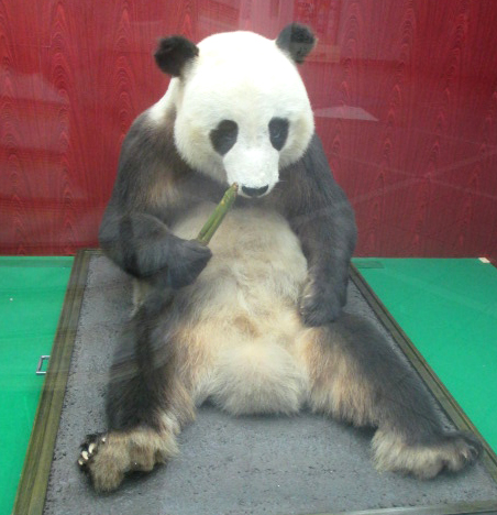 中華街のパンダたちがヤバすぎる デイリーポータルz
