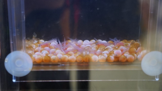 科学館で展示している受精後約1.5ヶ月の卵。何個かはふ化している。