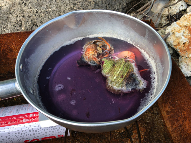 …煮汁が鮮やかな紫色になってしまったんですが。ヤドカリ単体を煮込んだところでこの色は出ないので、これは間違いなくイソギンチャク由来のセクシャルバイオレットNo.1だということになる。いま溶け出して夢の世界へ…。