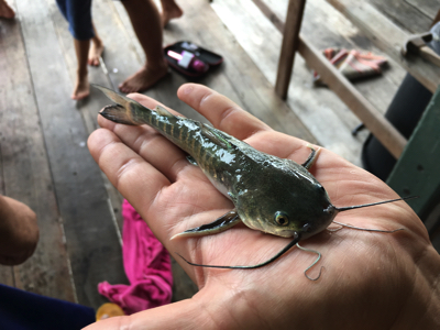 タイで釣れたハマギギの一種。サイズが…。