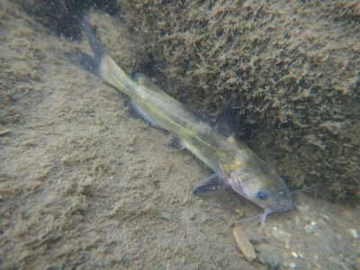 これが日本の川に棲んでるギギという魚。ちょっと似てるでしょ？