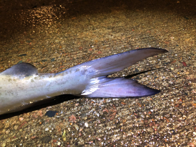 尾ビレは二叉型。フォークテールとも呼ばれる形状で、マグロやアジなどよく泳ぐ魚によく見られる。