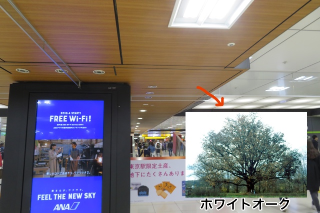 東京駅の通路の天井はオーク（ホワイトオークの写真 By Jaknouse, CC BY-SA 3.0）