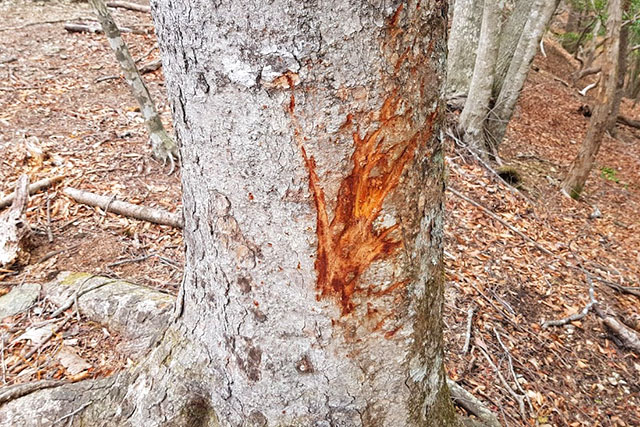 木に不穏な傷が。おそらく鹿が角でやった跡。