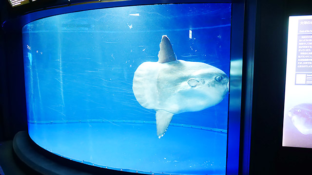 たべっ子水族館のパッケージをリアルにする デイリーポータルz