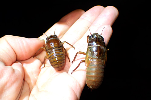さっき私がみつけた幼虫と、友人がみつけたタケオオツクツクと思われる幼虫。大きさが全然違うぞ。