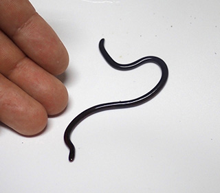日本最小のヘビ、ブラーミニメクラヘビ。これも外来種ながら沖縄にいる。さすがに小さすぎて食用には向かないが。